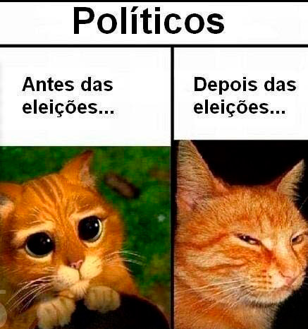 Colagem de duas imagens: a esquerda há um gato com expressão fofa, segurando um chapéu. Sobre ele o texto 