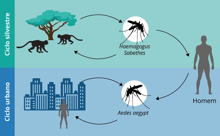 Ilustração que mostra o ciclo de contaminação da febre amarela.