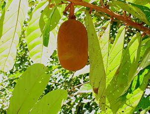 cupuaçu