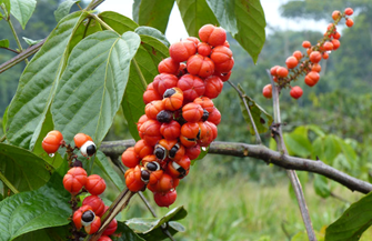 guaraná