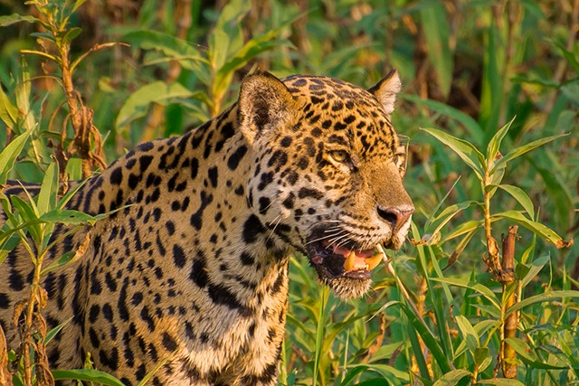 onça pintada da Amazônia