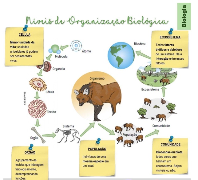 níveis de organização biológica