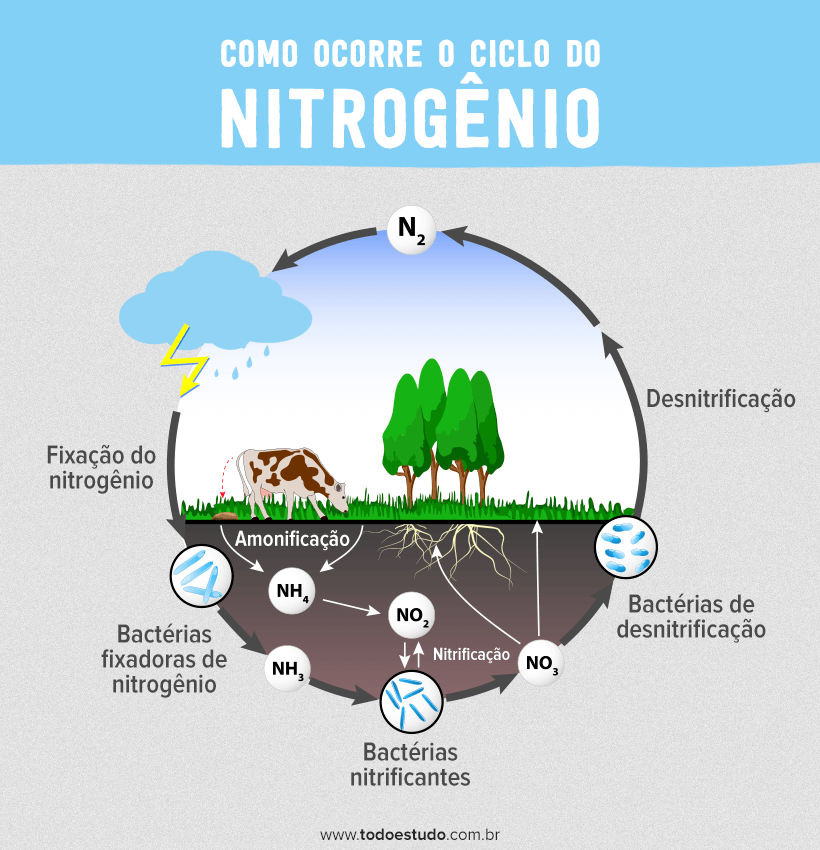 Ciclo do nitrogênio