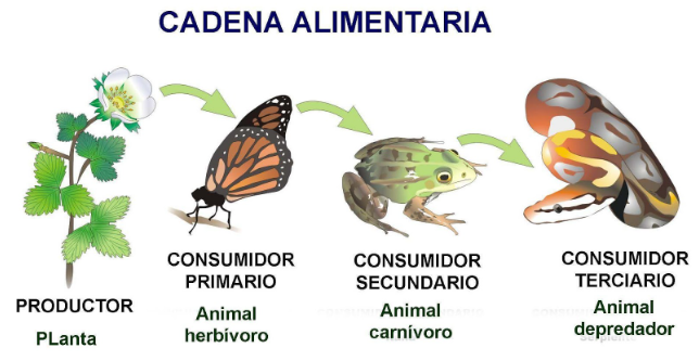 Cadeia alimentar