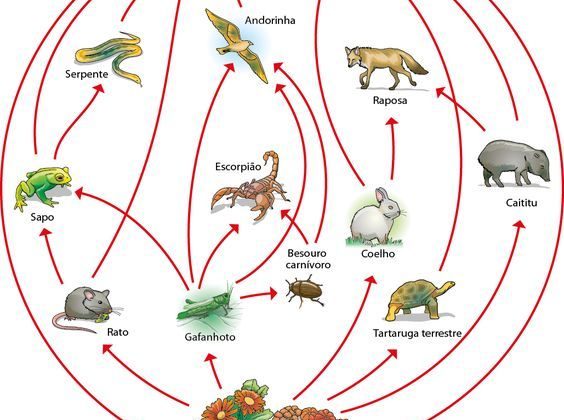 Ecologia-Cadeia-alimentar-e-teia-alimentar