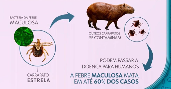 febre maculosa