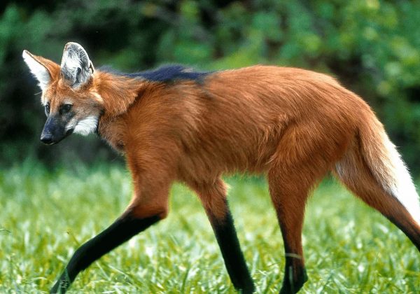 lobo-guará