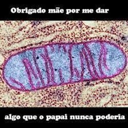 mitocondria-biologia