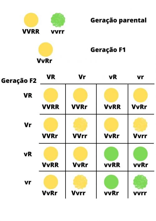 segunda-lei-mendel