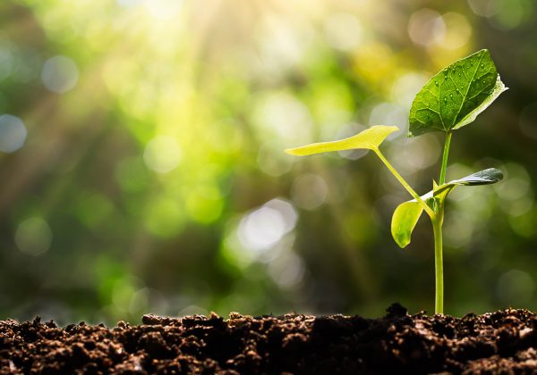 Foto com o fundo desfocado de uma planta crescendo na terra.