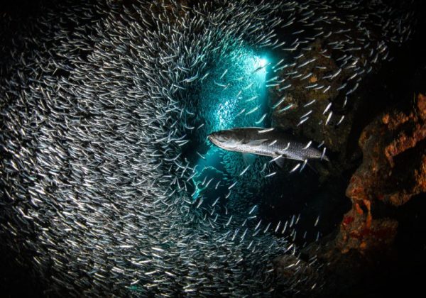 peixes