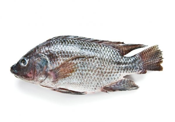 tilapia-peixe